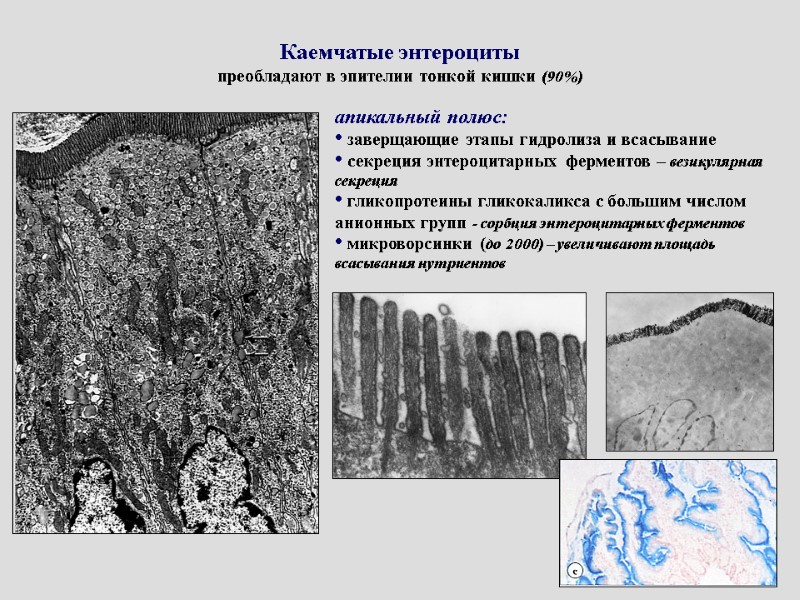 Каемчатые энтероциты преобладают в эпителии тонкой кишки (90%) апикальный полюс:   заверщающие этапы